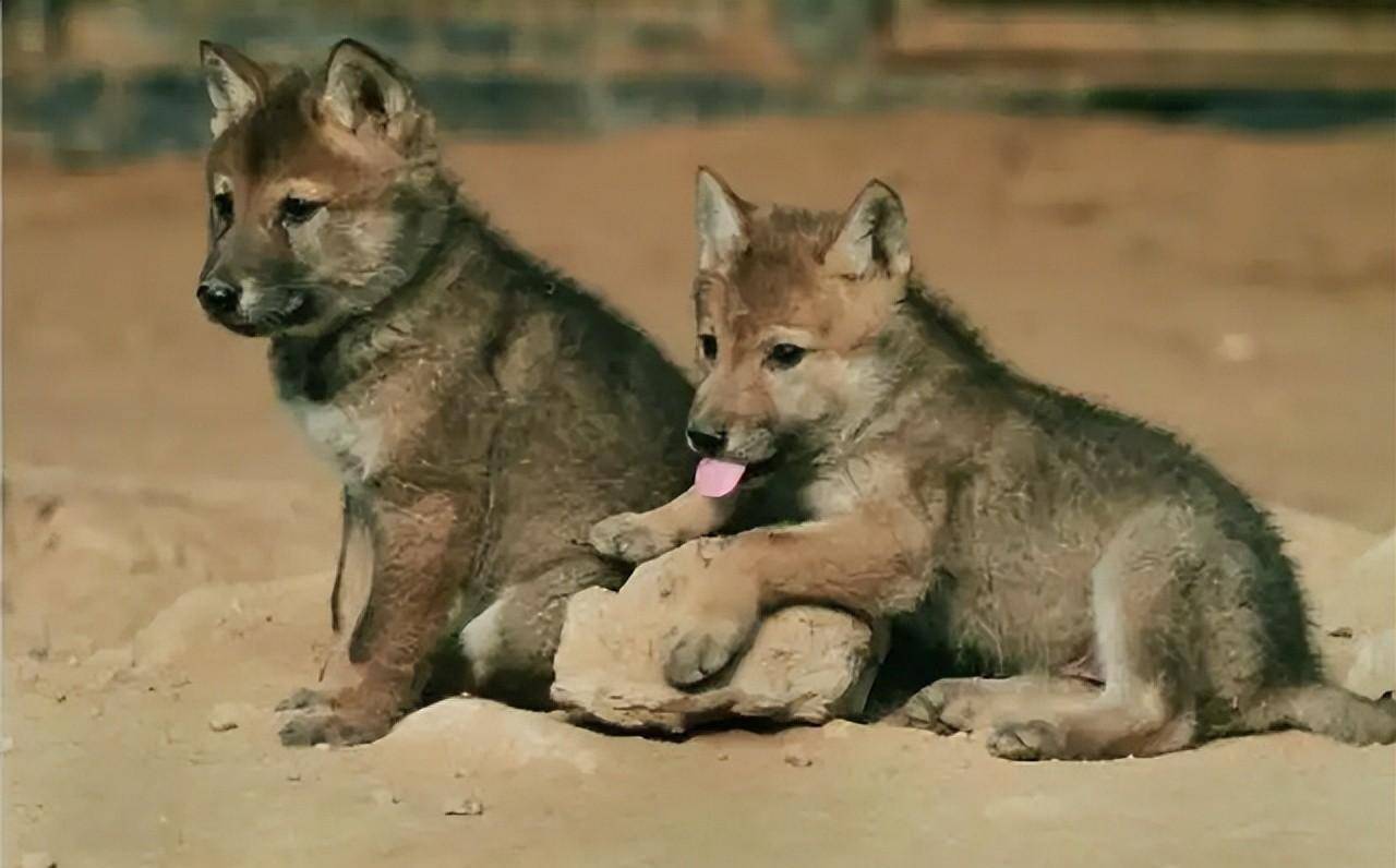 09年黑龙江野狼湖闯进一警犬,整日蹭吃蹭喝,狼主人:来相亲的_进行