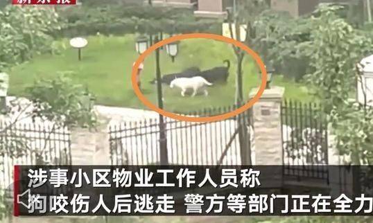 成都女童遭恶犬袭击事件,医生谈被狗咬伤女童伤势:不忍直视