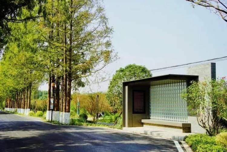 在赵巷这条乡村道路上出行,赏景两不误_刘夏_改造_群众