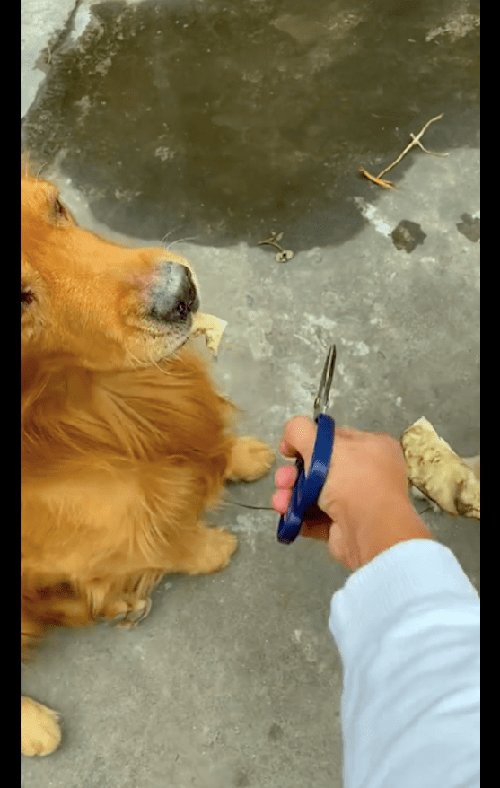 主人没平均分零食给狗,结果其中一只狗跑去上吊:让你愧疚一辈子 主人没平均分零食给狗,结果其中一只狗跑去上吊:让你愧疚一辈子