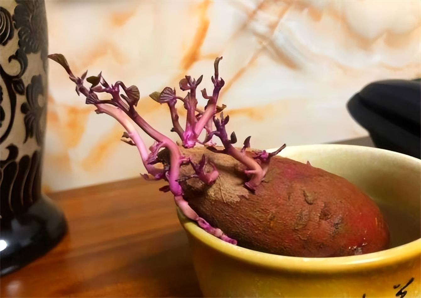红薯发芽了还能吃吗？发芽的地瓜有没有毒？如何避免地瓜发芽 -第4张图片-趣盘玩