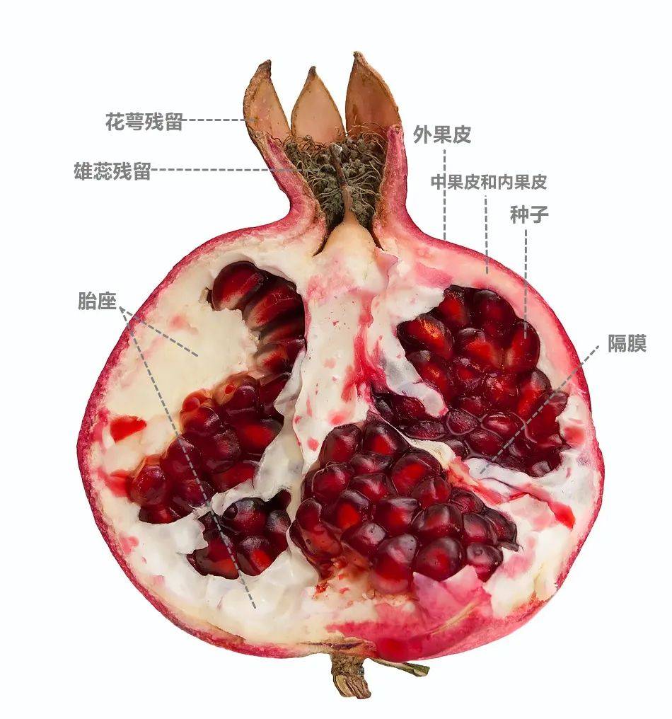 我们为什么不可能吃到无籽石榴?
