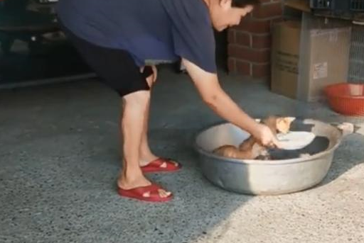 小猫听到铁盆声音，立马乖乖跳进去，网友：奶奶的最强猫咪召唤术 