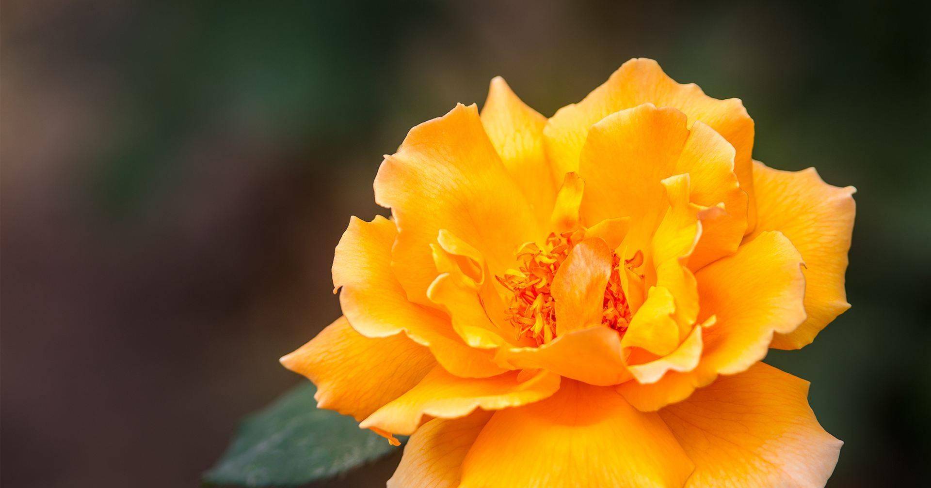 8天之后,四大生肖爱情至上,富得流油,命中有锦鲤护航_星座_天后_生活