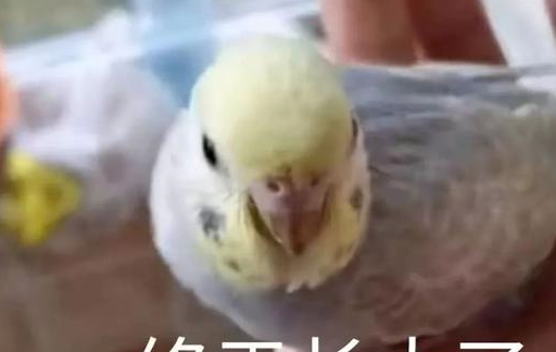 小鹦鹉艰难地从蛋壳中挣扎出来,主人很高兴,网友:这是麻雀吗 小鹦鹉艰难地从蛋壳中挣扎出来,主人很高兴,网友:这是麻雀吗