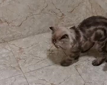 路遇一只流浪加菲猫,身体瘦弱眼睛感染,被救后成了粘人猫 路遇一只流浪加菲猫,身体瘦弱眼睛感染,被救后成了粘人猫