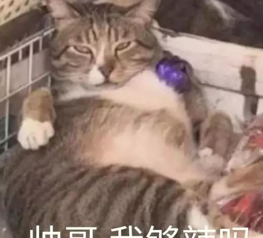 网友去菜市场买菜,看到一只猫咪就脸红着跑回家了:辣眼睛 网友去菜市场买菜,看到一只猫咪就脸红着跑回家了:辣眼睛