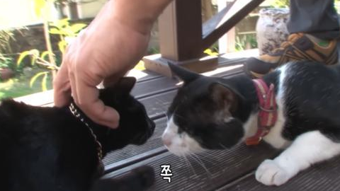 “痴情”猫为爱2次离家出走,8小时走了8000米,只为陪在伴侣身边 “痴情”猫为爱2次离家出走,8小时走了8000米,只为陪在伴侣身边
