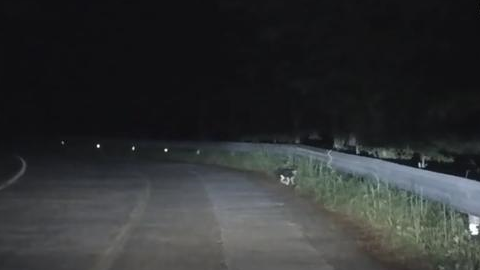 “痴情”猫为爱2次离家出走,8小时走了8000米,只为陪在伴侣身边 “痴情”猫为爱2次离家出走,8小时走了8000米,只为陪在伴侣身边