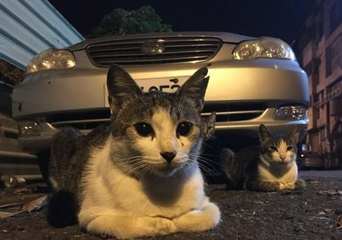 五只猫咪折手躺在车子旁边，就为了等车主来喂罐头，让网友们羡慕