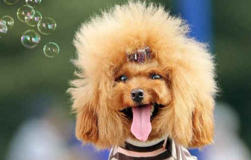 贵妇犬容易患的7种"公主病",很多都是致命的"元凶"_贵宾_狗狗_疾病