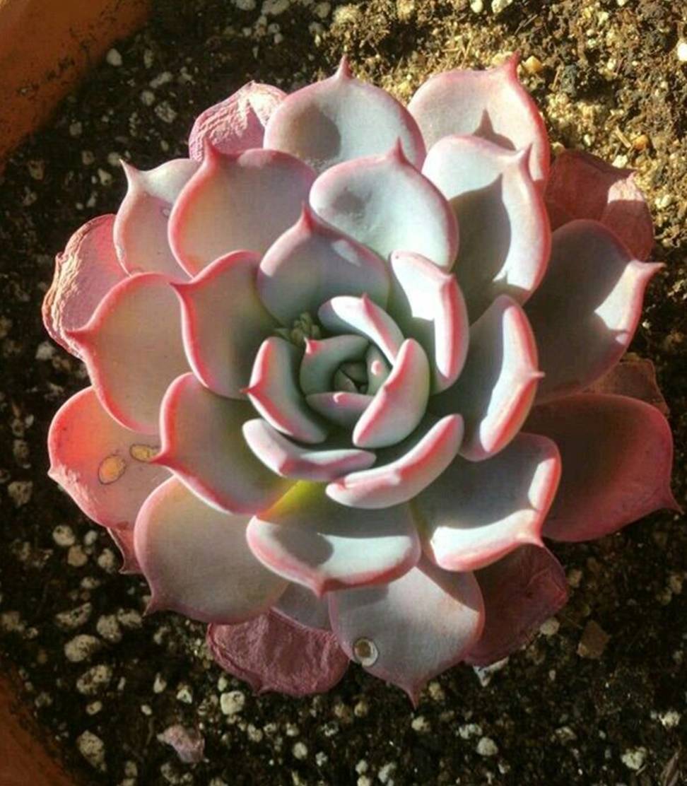 多肉植物劳伦斯,如何养出粉红色_叶片_日照_状态