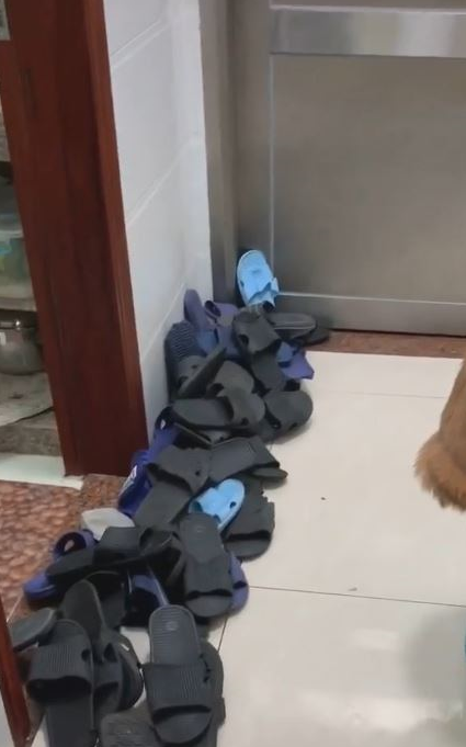 金毛犬被罚坐尿盆面壁露无辜脸 网友见身后“尸体堆”爆笑 金毛犬被罚坐尿盆面壁露无辜脸 网友见身后“尸体堆”爆笑