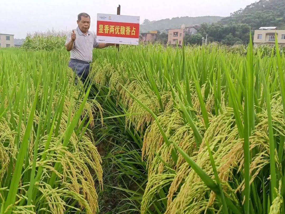 青香优261水稻品种图片