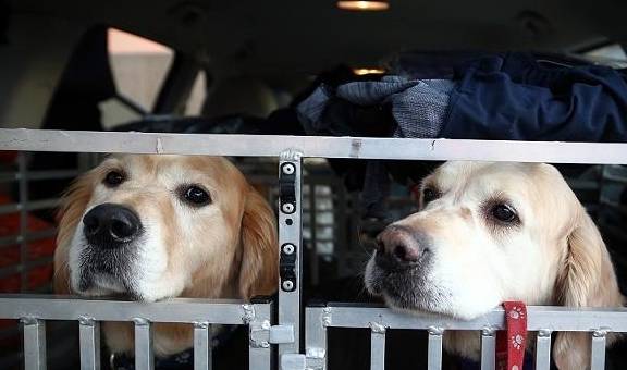 男童被狗咬狂犬病发作学狗叫?网友:漫威电影了解一下…… 男童被狗咬狂犬病发作学狗叫?网友:漫威电影了解一下……