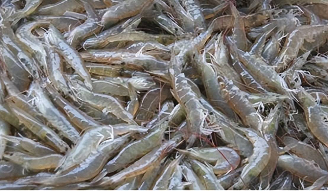 改善水质水质的好坏直接影响到对虾的生长和健康.