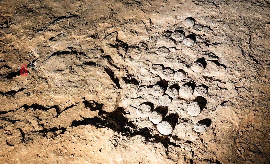 经地质专家实地考证,青龙山恐龙蛋多达上万枚,形成的恐龙蛋化石群距今