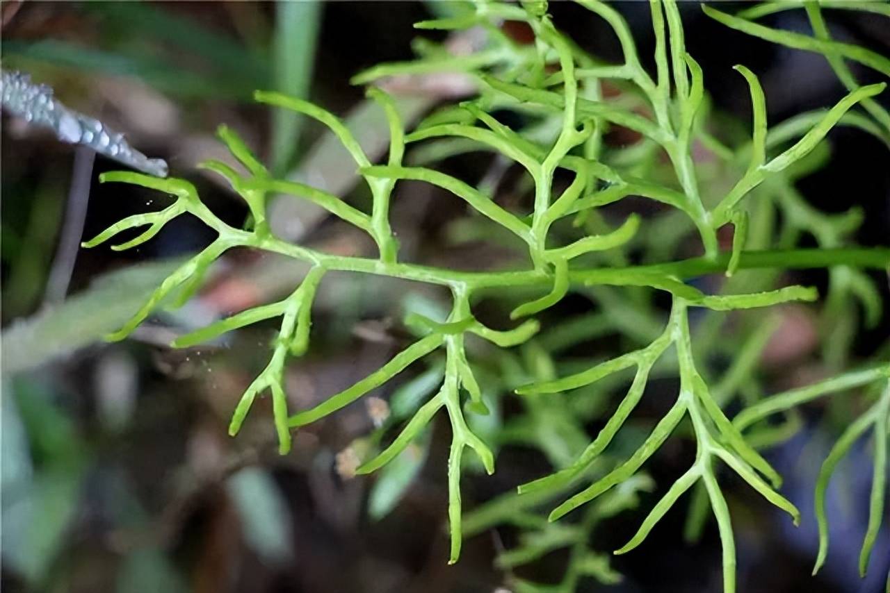 细裂水蕨图片