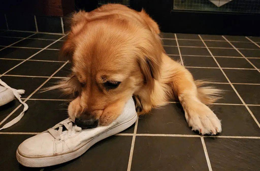 金毛喜欢闻臭鞋,吸完还一脸满足:越臭越香!_鞋子_闻才_执念