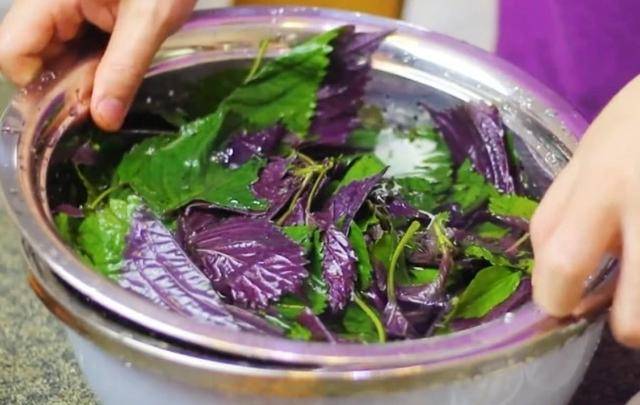 "紫苏"是个宝,你若常用它来泡水,或能帮你解决这5个问题_疾病_味道