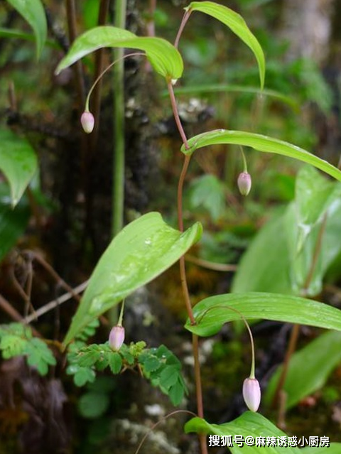 被农村人誉为"鹿鞭草",只长在山上偏僻处,遇到就捡到宝了!
