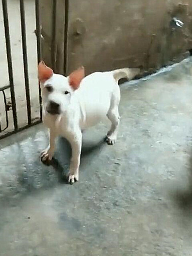 一只狗不小心混进了猪圈,竟毫无违和感:大家快来在线找茬呀 一只狗不小心混进了猪圈,竟毫无违和感:大家快来在线找茬呀