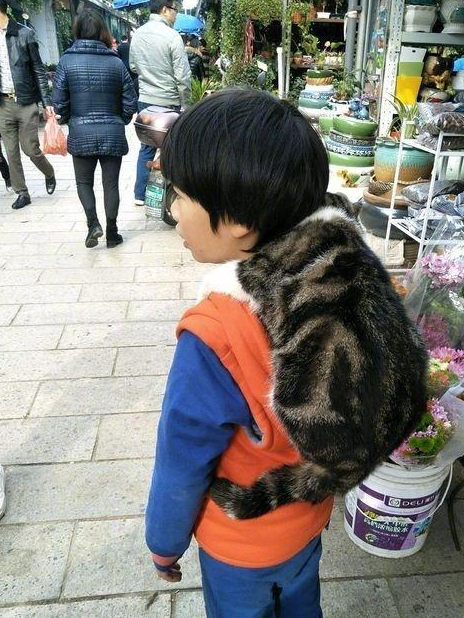 小学生感染“寄生猫”,负重前行好无奈,网友酸:我也想感染 小学生感染“寄生猫”,负重前行好无奈,网友酸:我也想感染