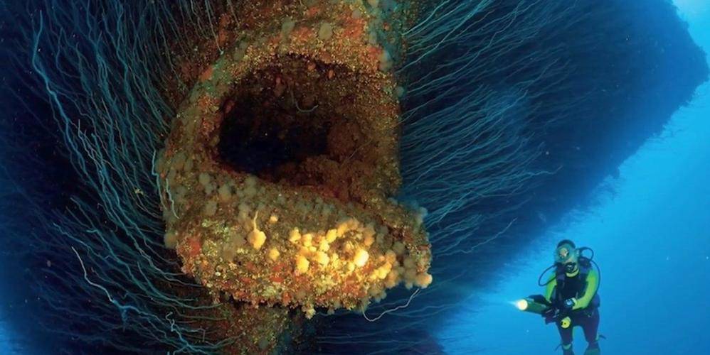 藤壶胶惊人秘密揭露:海龟清理瞬间脱皮_保护膜_研究_生物