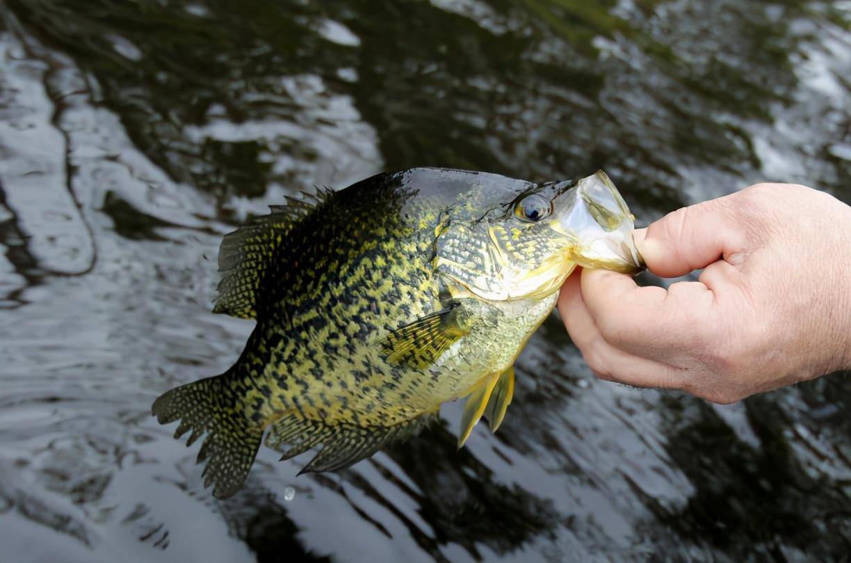 太阳鱼(lepomis macrochirus),一种於北美洲起源的淡水鱼类,最近成为