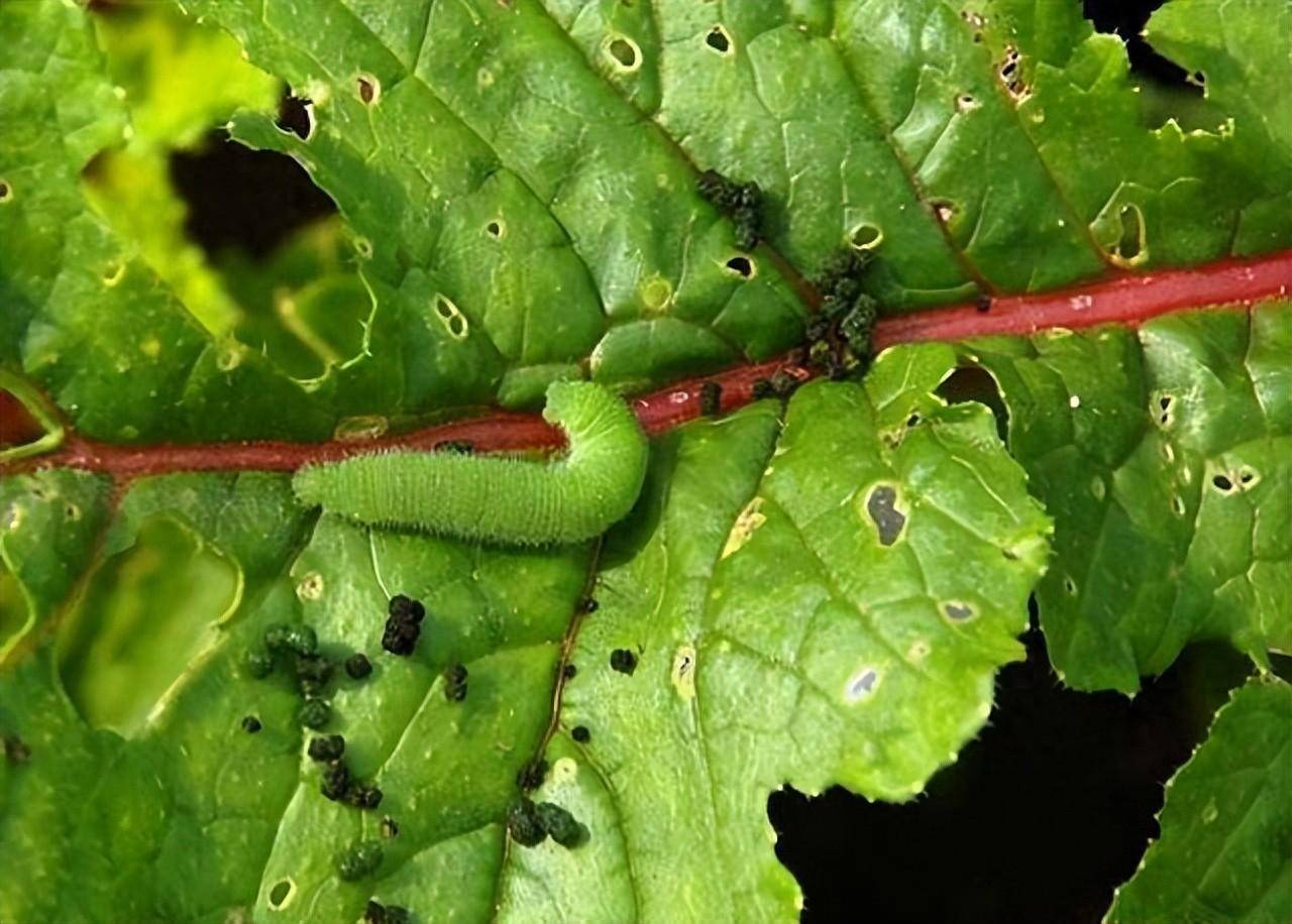 菜青虫有几条腿图片图片