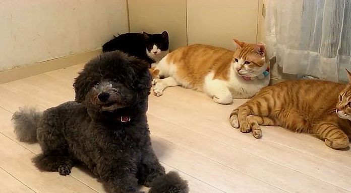 泰迪初来家中热情讨好3只猫,全程却被冷眼"监视",场面太尴尬_猫咪
