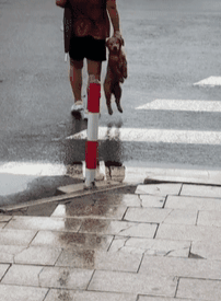 远看一位大妈在过马路，手里还拎着条狗，看清后：画面过于熟悉