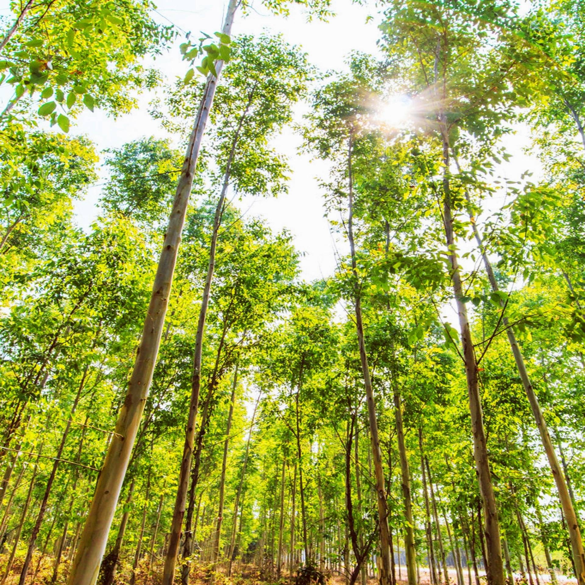 从"摇钱树"到"妖魔树",在非议中长成了"全国第一"_桉树_广西_发展