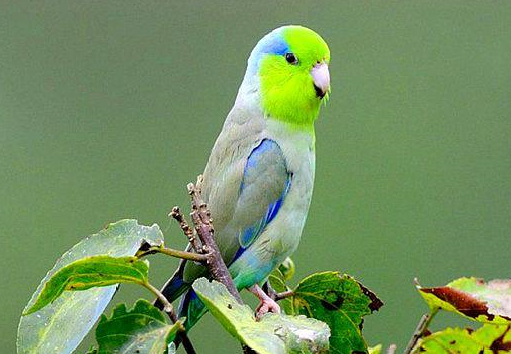 如果你认为这是牡丹鹦鹉,那可就错了,尽快纠正,免得以后丢人_繁殖