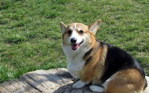 柯基犬选公的好还是母的好?看完你就懂了_狗狗_时候_人类