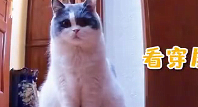 猫咪通宵等待主人电话,实在令人感动 猫咪通宵等待主人电话,实在令人感动