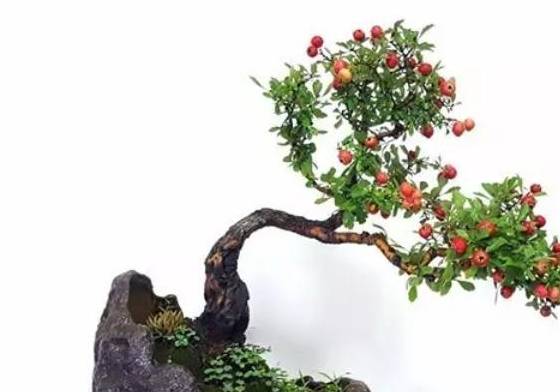 玩盆景,山楂树要如何管理和养护?