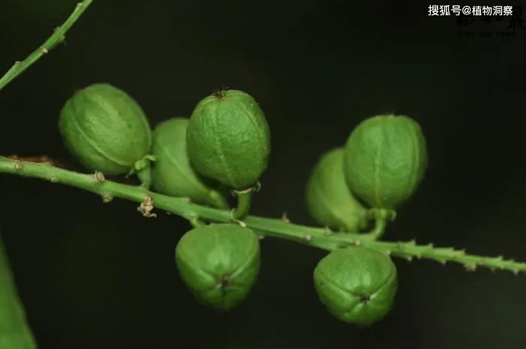 巴豆是天然的泻药在自然界,能让人腹泻的植物其实并不少,例如番泻叶就