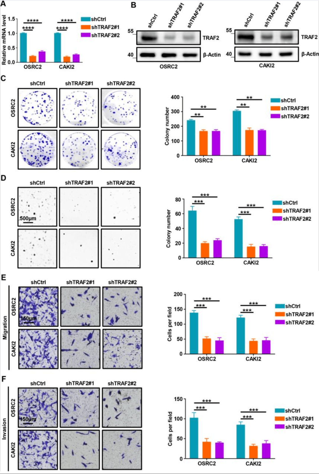 1080_1602竖版 竖屏