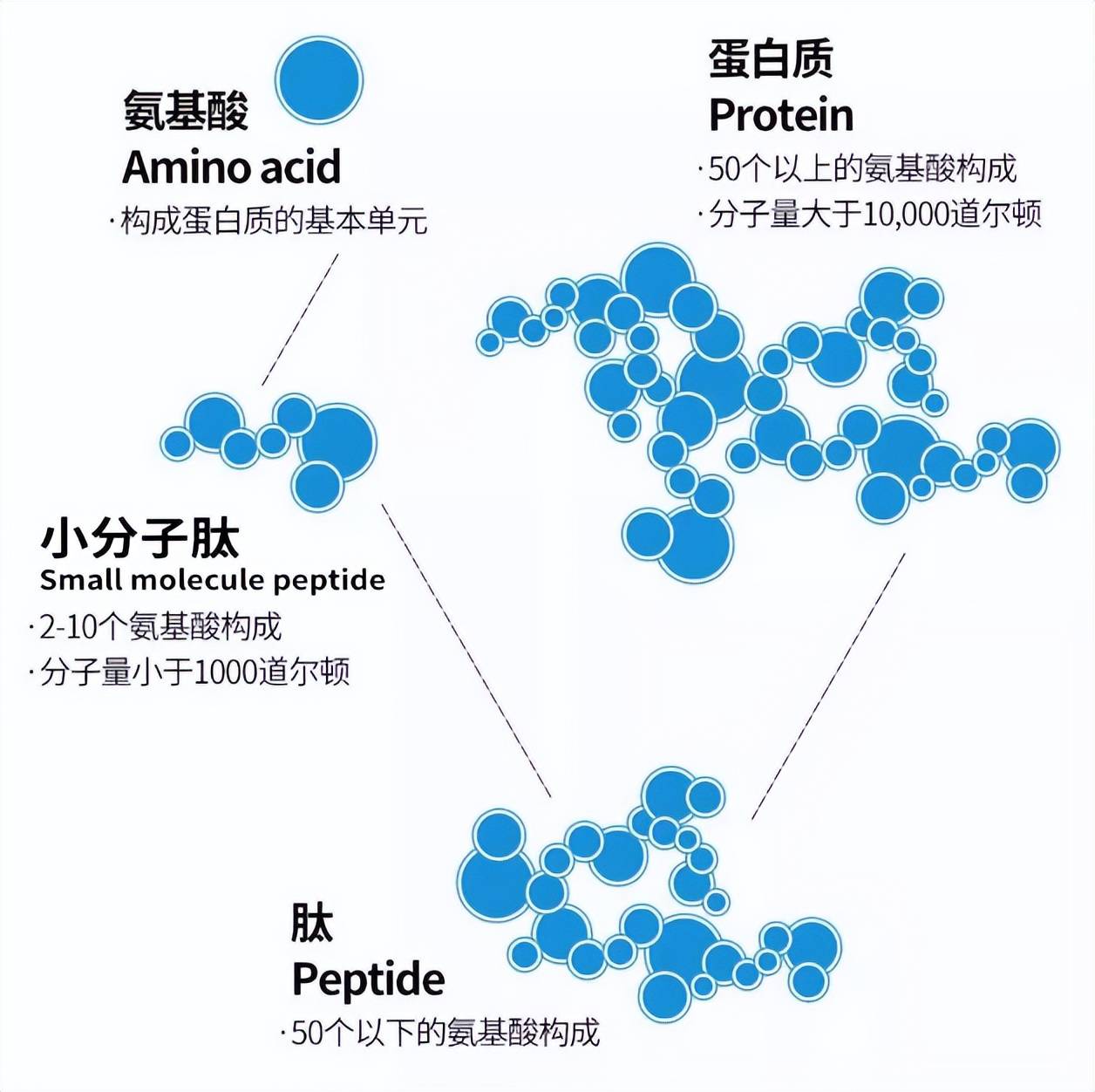 小分子肽缘何能被称为"生命钥匙?圣驼源天山微肽_氨基酸_蛋白质_合成