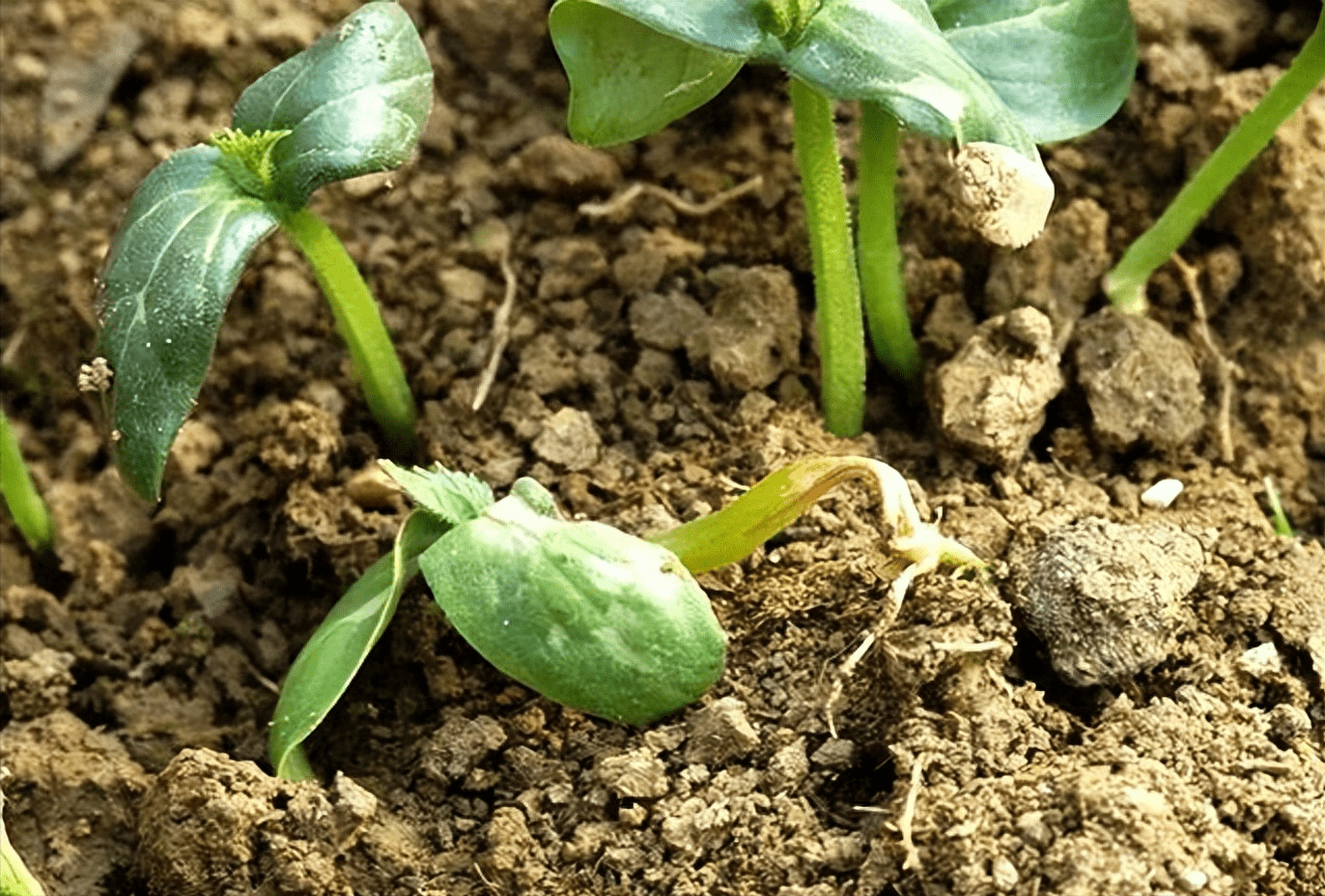 黄瓜苗猝倒病防治要点_幼苗_粉剂_消毒