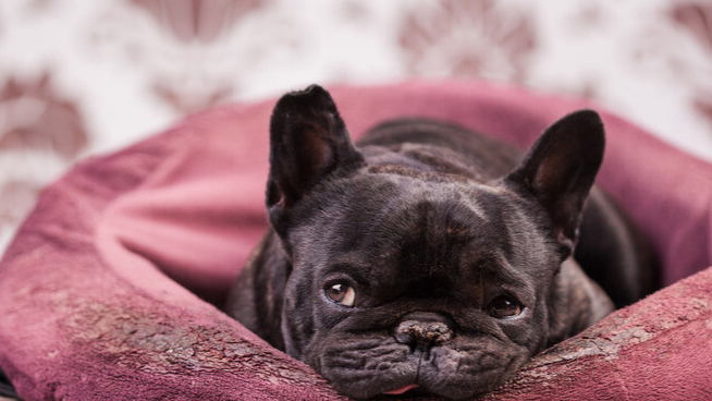 让人不敢养的6种狗狗,养了就跟伺候大爷一样_巴哥_柯基_主人