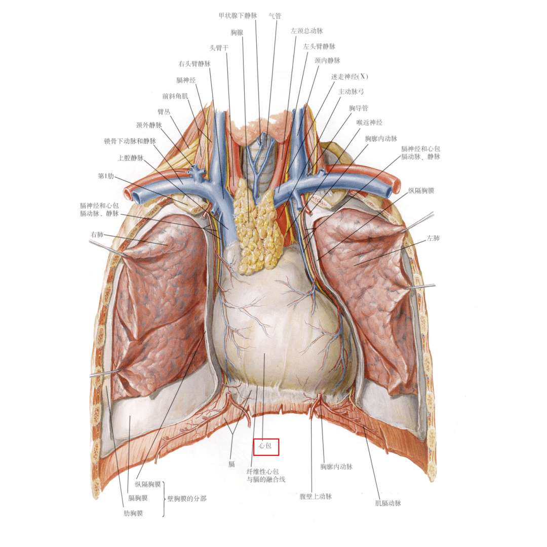 在左边哈~当异物刺穿胸口,导致心脏出血,渗血时,心包通常会最先破裂