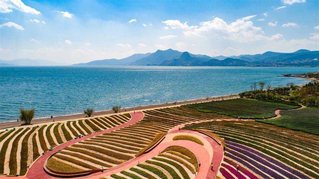 乐享云南 | 美景· 玉溪抚海湾湿地公园_的花海_时光_澄江