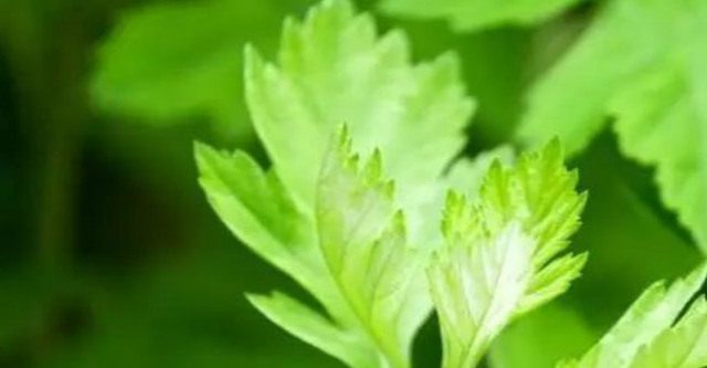 爱爸爸——艾粑粑,柳州人喜爱的绿色食品,祛湿暖胃的食疗小吃_艾叶_小