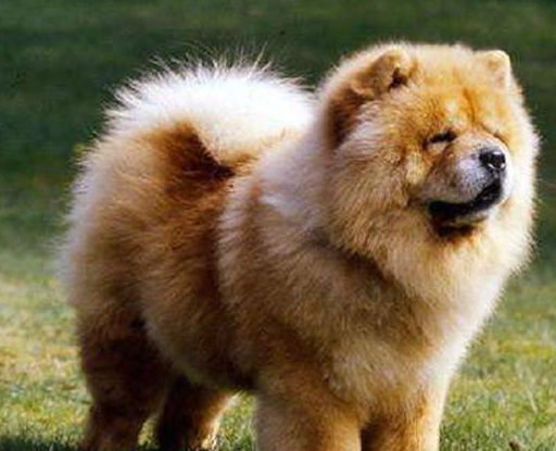 5大名贵又有气质的狗狗,沙皮狗上榜,你想要哪一只呢_阿沙瓦_我国_毛发