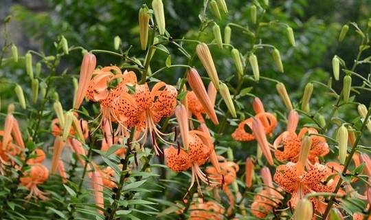 百合之冠,可养阴润肺,清心安神——卷丹的栽培技术_鳞茎_鳞片_盆栽