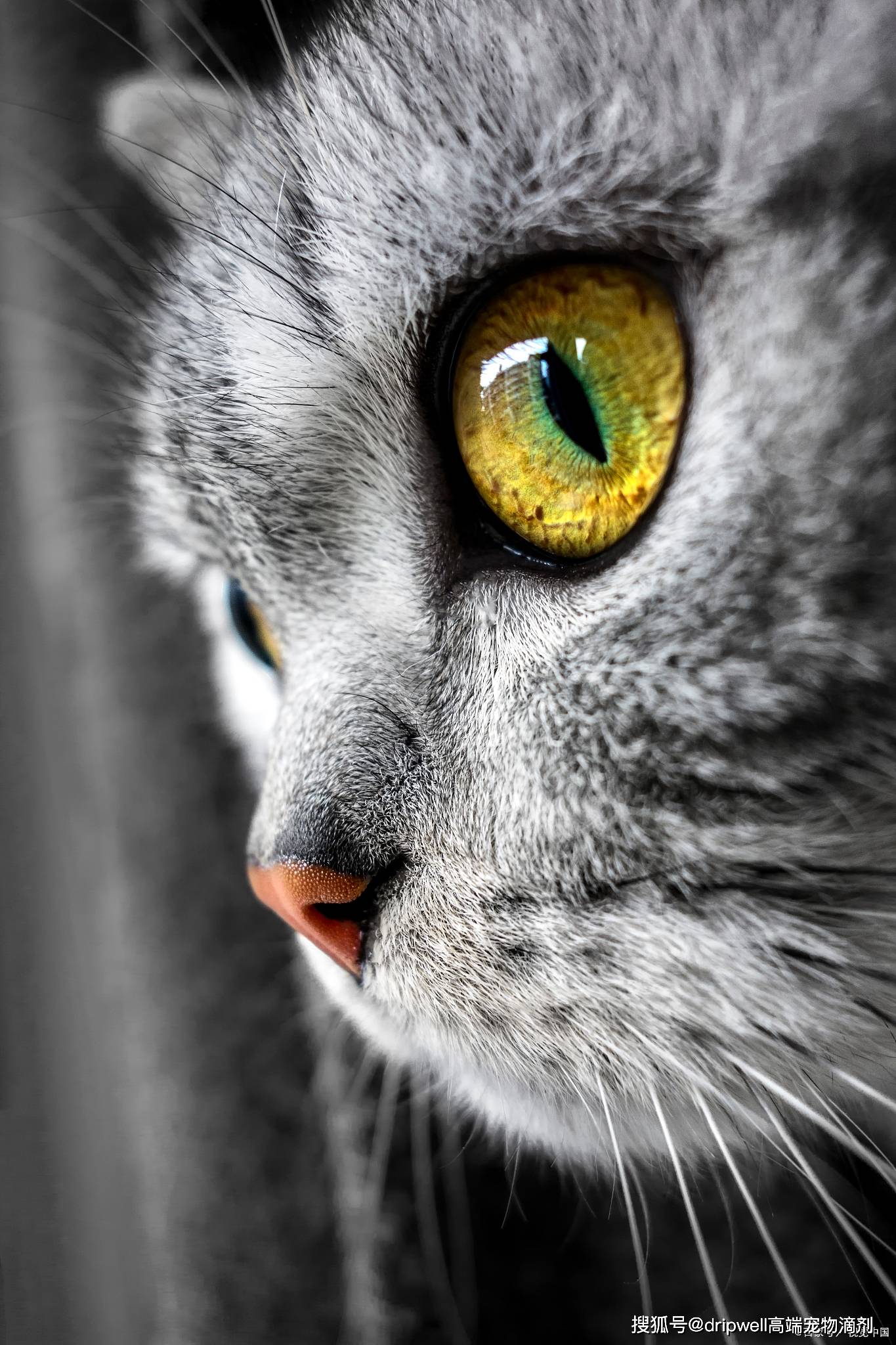 一下:葡萄膜贴近眼球,其中虹膜是猫咪眼睛彩色的部分,能控制瞳孔大小