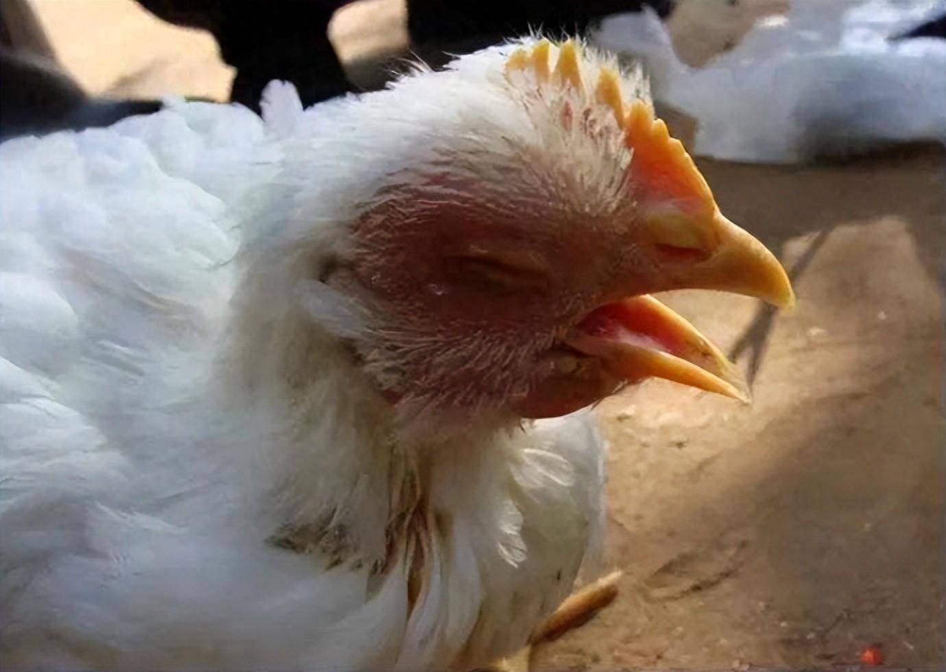 鸡咳嗽喂什么药?_症状_环境湿度_养殖