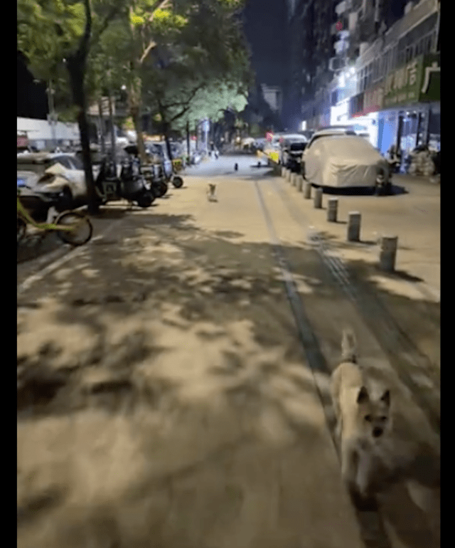 狗狗难产要花3千做手术，摆摊阿姨毫不犹豫送去医院：不能苦了它 
